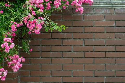 Simple photo background pattern of red brick wall with green ivy and rose Stock Photos