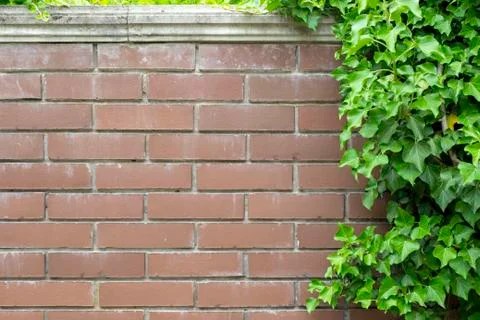 Simple photo background pattern of red brick wall with green ivy Stock Photos