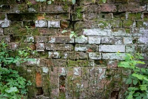 Simple photo background pattern of red brick wall fragment with green grass Stock Photos