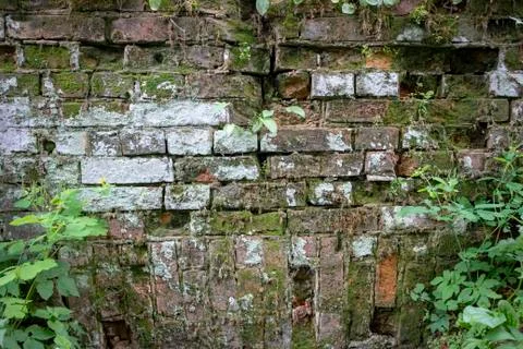 Simple photo background pattern of red brick wall fragment with green grass Stock Photos