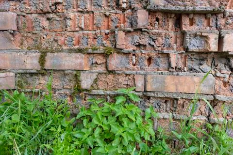 Simple photo background pattern of red brick wall fragment with green grass Stock Photos