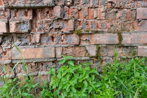 Simple photo background pattern of red brick wall fragment with green grass Stock Photos