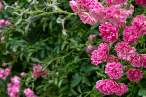 Simple photo background pattern of shrubs of rose Stock Photos