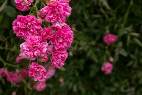 Simple photo background pattern of shrubs of rose Stock Photos