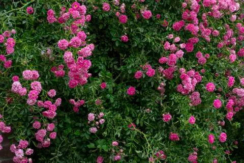 Simple photo background pattern of shrubs of rose Stock Photos