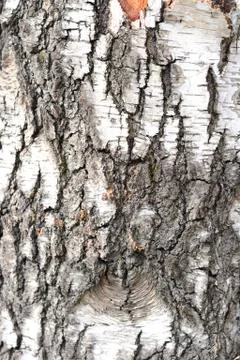 Simple photo background pattern of tree barque fragment Stock Photos