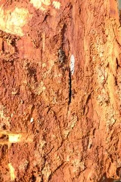 Simple photo background pattern of tree barque fragment Stock Photos