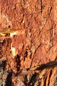 Simple photo background pattern of tree barque fragment Stock Photos