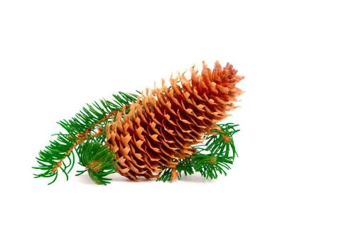 Simple Pine Cone Decoration Stock Photos