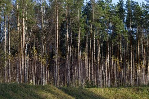 Simple pine trees growing in the forest in the summer Stock Photos