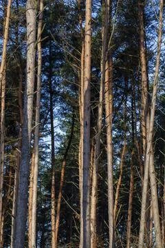 Simple pine trees growing in the forest in the summer Stock Photos