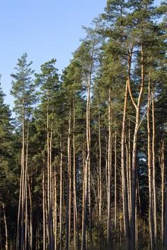 Simple pine trees growing in the forest in the summer Stock Photos