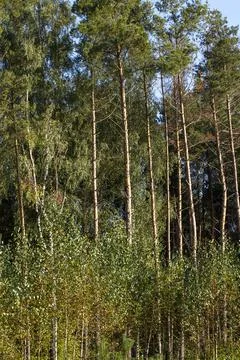 Simple pine trees growing in the forest in the summer Stock Photos