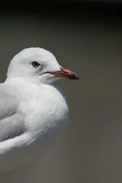 Simple portrait of a seagull Stock Photos