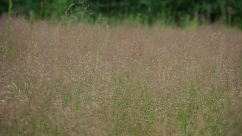A simple quiet meadow Stock Footage 159881884