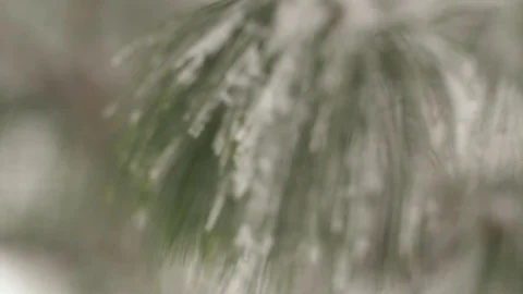 A simple rack focus shot of a pine tree branch in winter. Graded very neutral Stock Footage 92244672