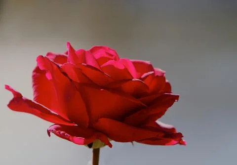 Simple red rose Stock Photos