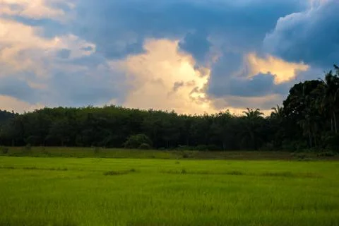Simple rice farm Stock Photos