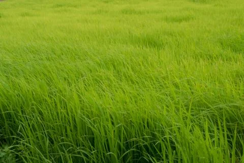 Simple rice field texture Stock Photos