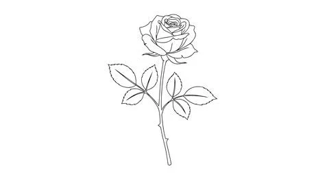 Simple rose flower line drawing Stock Illustration