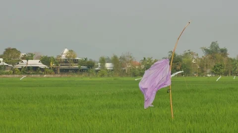 Simple scarecrow in the paddy field Stock Footage 87137561