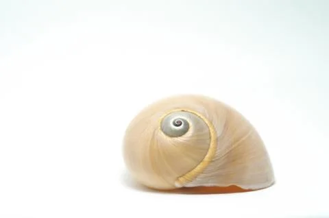 Simple Sea Shell Stock Photos
