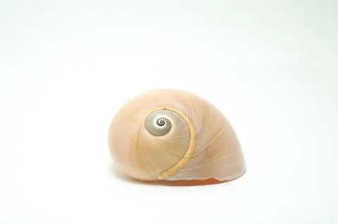 Simple Sea Shell Stock Photos