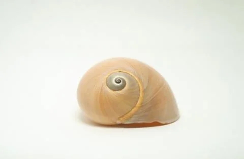Simple Sea Shell Stock Photos