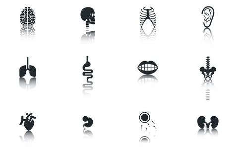 Simple Set of Organs Related Vector Icons Simple Set of Organs Related Vec... Stock Photos