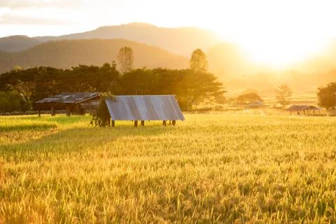 Simple shack on rice field with back-lighting Foto stock