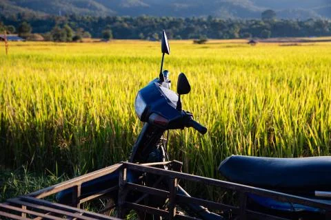 Simple shack on rice field with back-lighting Stock Photos