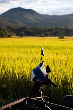 Simple shack on rice field with back-lighting Stock Photos