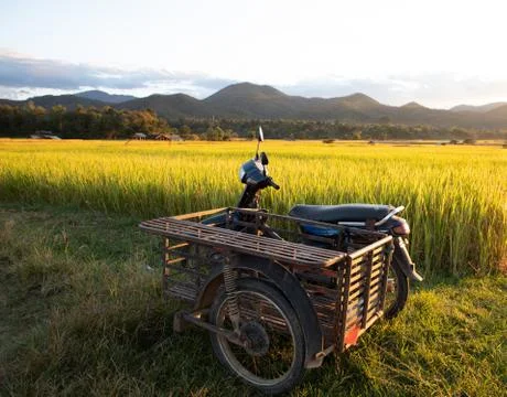 Simple shack on rice field with back-lighting Stock Photos
