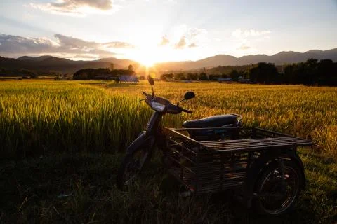 Simple shack on rice field with back-lighting Stock Photos