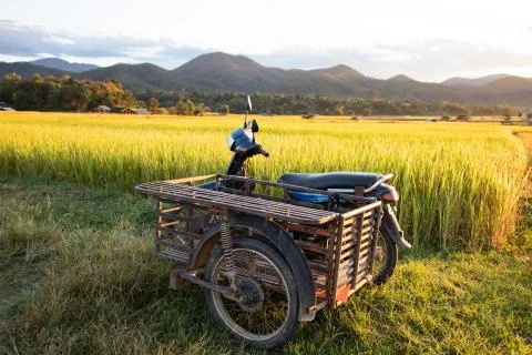 Simple shack on rice field with back-lighting Stock Photos