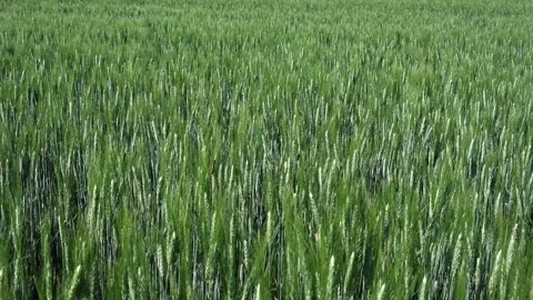 Simple shot of a green wheat field that is slowly swaying in a light wind Stock Footage 249838890