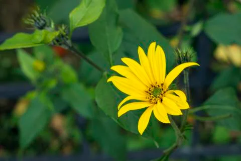 Simple single layer yellow flower on a contrasting background Stock Photos