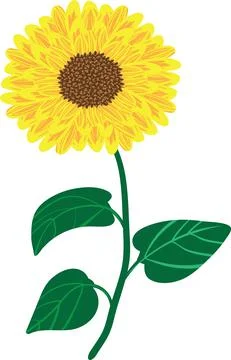 A simple single sunflower bloom vector clip art Stock-Illustration