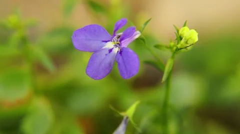 Simple single violet flower Stock Photos