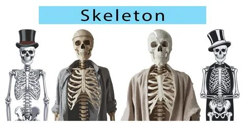 Simple Skeleton with minimal detail, Skeleton vector art and graphics Ilustração Stock
