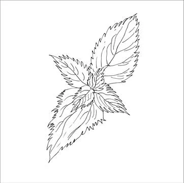Simple sketch of nettle. Vector illustration. Stock Illustration