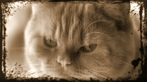 Simple slide show - 6 VINTAGE Modèle After Effects