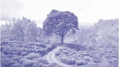 Simple slideshow Modèle After Effects