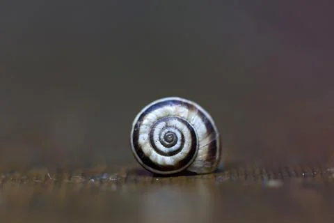 A simple snail shell lies on the table Stock Photos