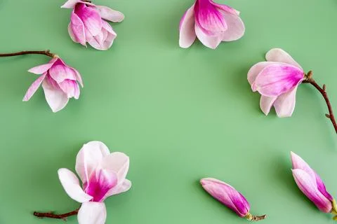 Simple spring magnolia flowers layout with green background space Stock Photos