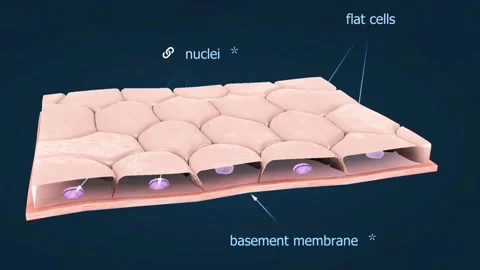Simple squamous epithelium Stock Footage 288179426