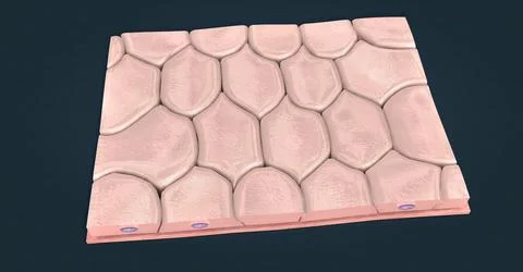 Simple squamous epithelium, this type of epithelium typically lines blood ves Stock Illustration