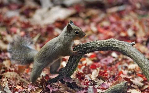 A simple squirrel but looks dazzling Stock Photos