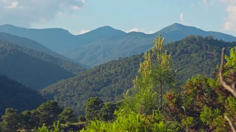 Simple static shot at daytime on a mountain range full of pine trees Stock Footage 152804998