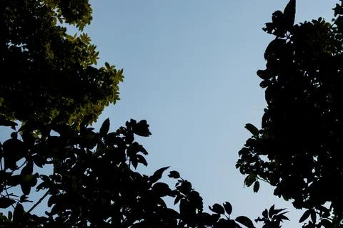 The simple stem leaf on a bright blue sky stalk with a leaf Stock Photos